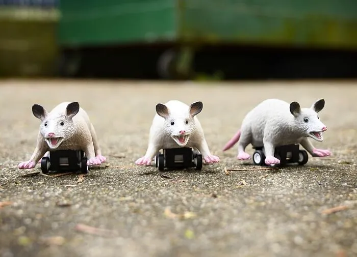 <span Style="Font: Inherit; Color: #d74b1f;"> Racing Possums Make No Sense</Span>, Almost Like The Presence Of Your Uninvited Guest