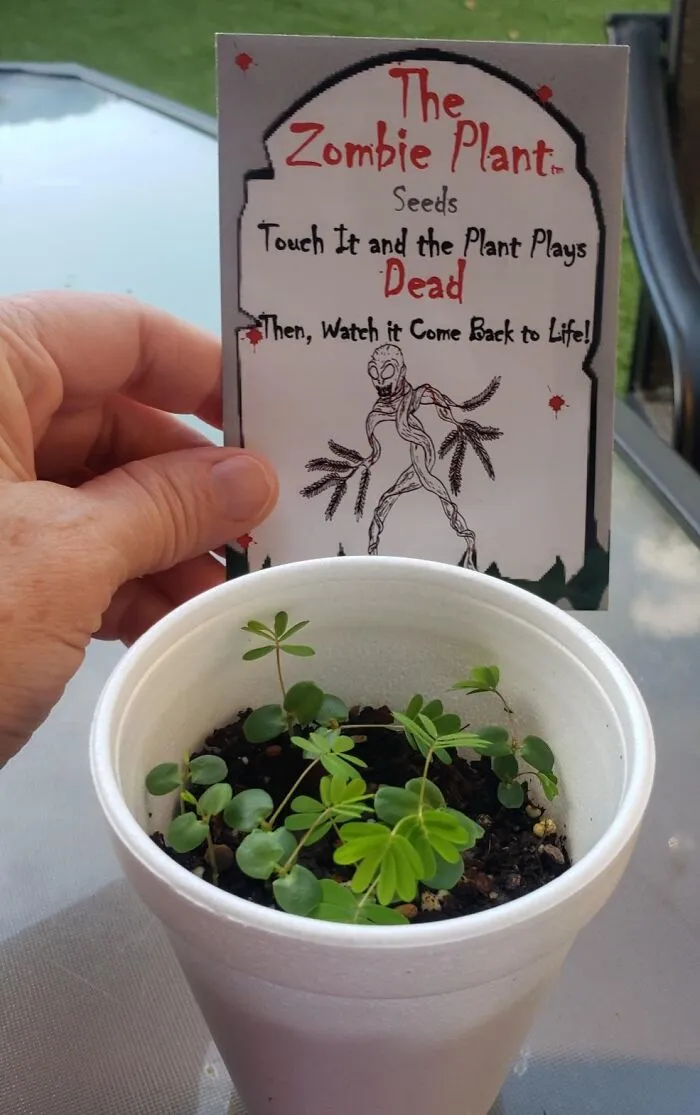 <span Style="Font: Inherit; Color: #d74b1f;"> Zombie Plant Seeds</Span> Are A Great Gift, Or You Can Plant Them Yourself And Gift The Grown Plants Next Year!