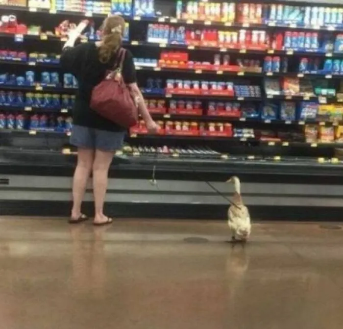 Hoy vi un pato en Walmart 