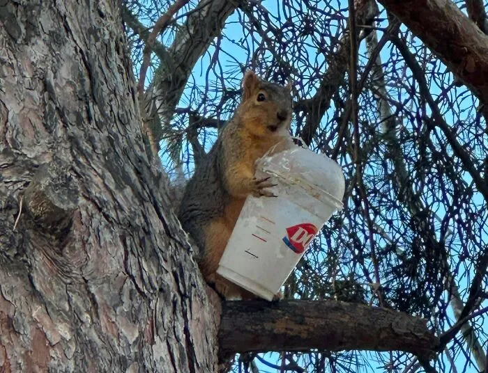 I Just Wanna Know How He Got That Thing Up There