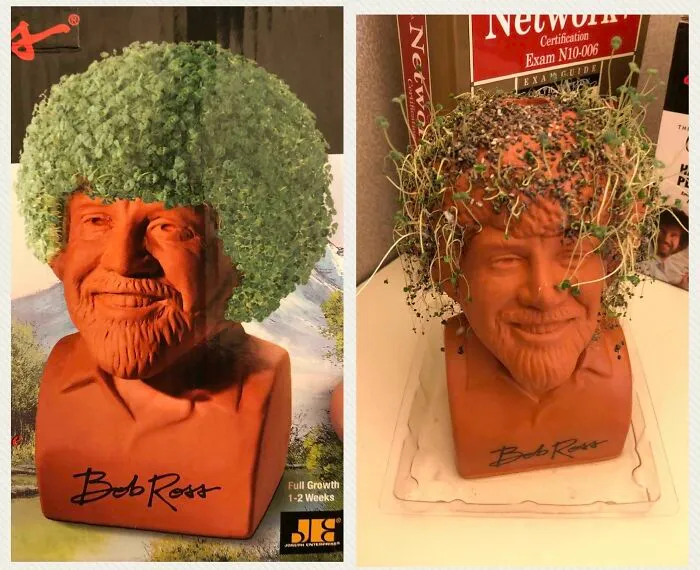 Compré esta planta Chia de Bob Ross... No es una planta feliz