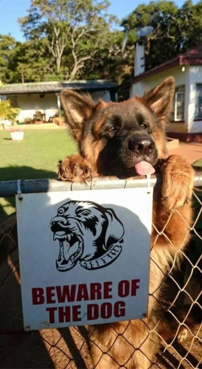 Cuidado con el perro