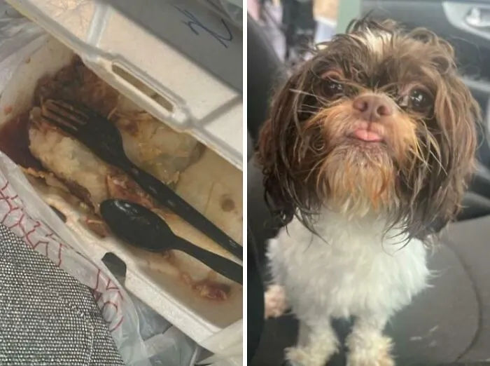 Sneaky pet caught with food container, showing guilty small dog with messy face inside a car after trying to steal food.