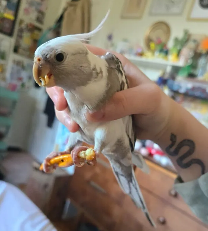 A sneaky pet bird caught stealing food, held gently by a hand with a snake tattoo on the wrist indoors.