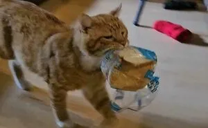 People Are Sharing The Hilarious Moments In Which They Caught Their Pets Stealing Food (New Pics)