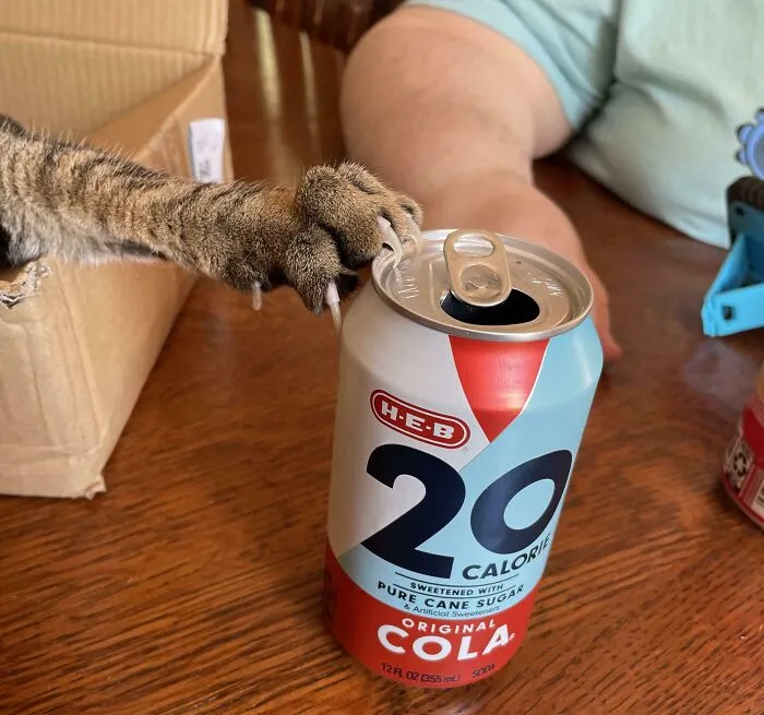 Cat paw with claws extended trying to grab a soda can on a wooden table in a food-stealing pet moment.