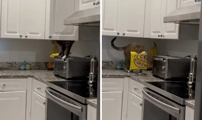 Cat caught stealing food from a kitchen counter, holding a snack bag while standing on a toaster oven.