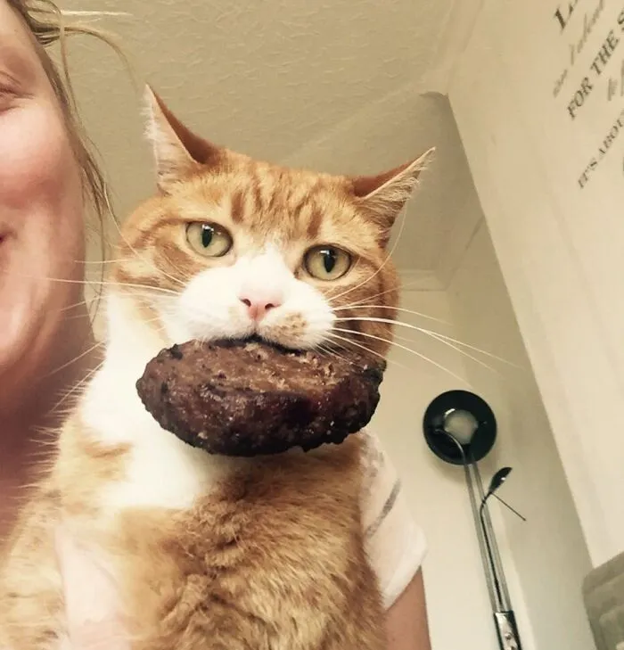 Orange and white cat caught sneaky pets trying to steal food, holding a large piece of meat in its mouth indoors.