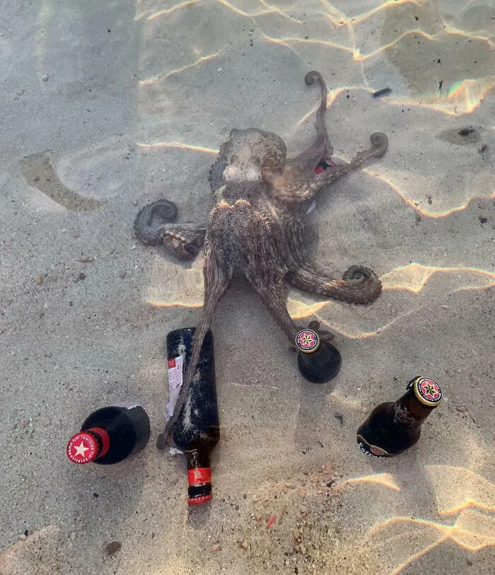 I Just Tried To Chill My Beer In The Sea, When An Octopus Stole It From Me