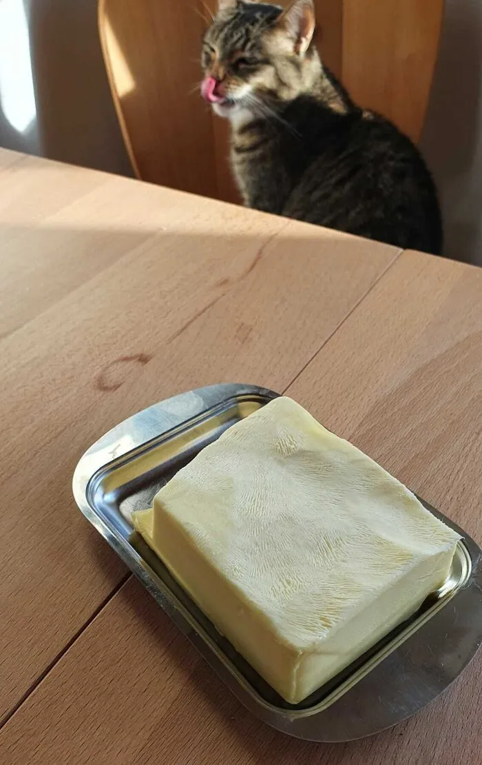 I Am Not Really Sure What Happened To The Butter, Maybe I Should Ask My Cat