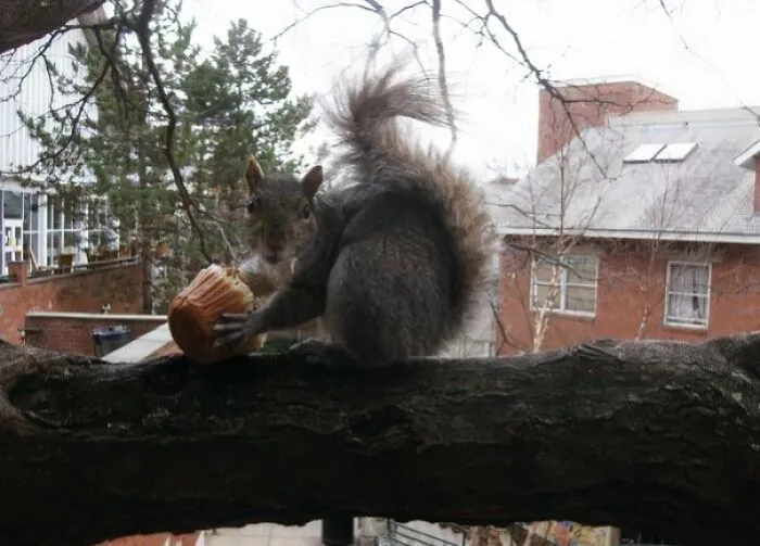 Sly pet squirrel caught trying to steal a muffin while perched on a tree branch in an urban backyard setting.