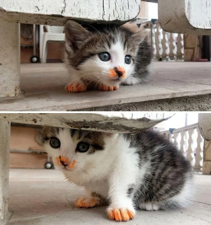 What Bolognese? I Don't Know Who Ate It