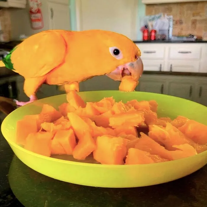 Steal The Mango! Eat The Mango! Be The Mango
