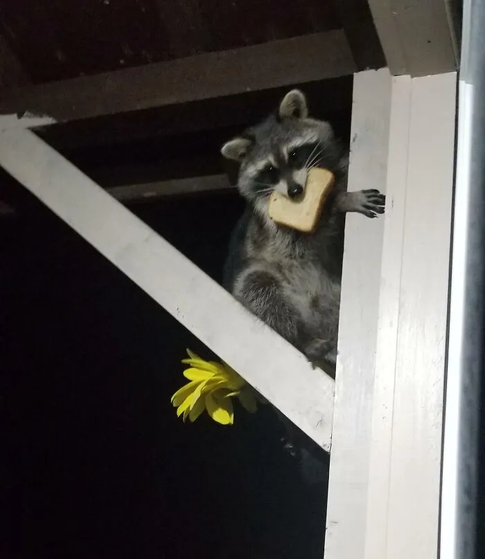 Was Excited The Birds Were Eating The Bread I'd Been Leaving Them