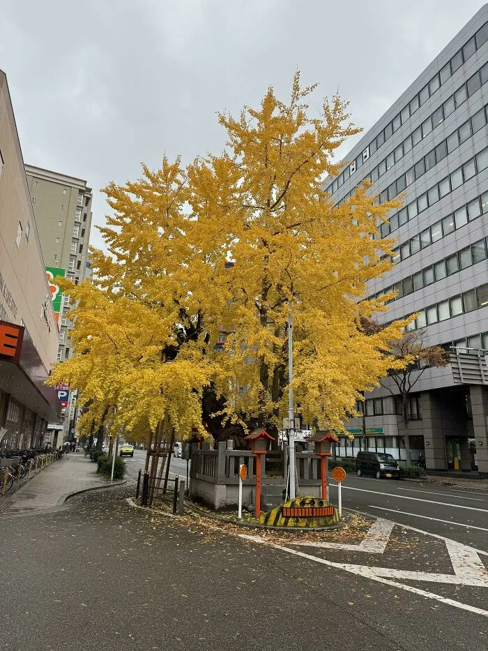 Large golden ginkgo tree in urban setting showcasing impressive things countries implemented in city planning and nature integration.