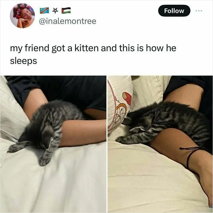 50 Times Cats Were "Weird Little Guys" And Got Featured On This Popular IG Account (New Pics)