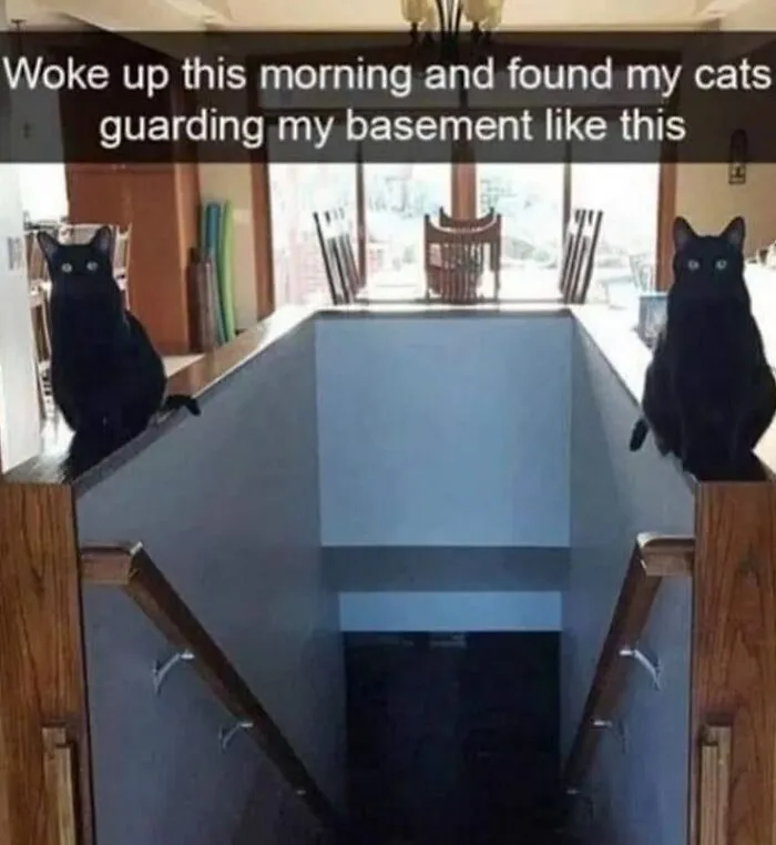 Two black cats sitting on stair railings, guarding a basement entrance, displaying weird cat behavior.