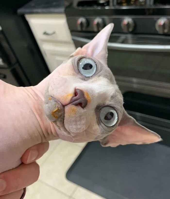 The Face Of A Thief