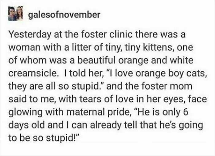 50 Times Cats Were "Weird Little Guys" And Got Featured On This Popular IG Account (New Pics)