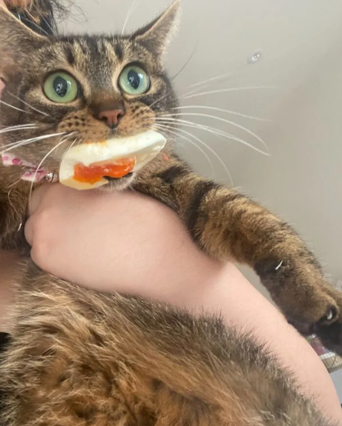 Egg Thief