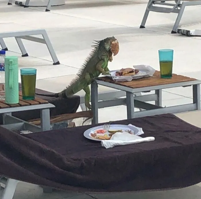 Iguana sneaking food from a table next to poolside chairs with plates and drinks on the table.