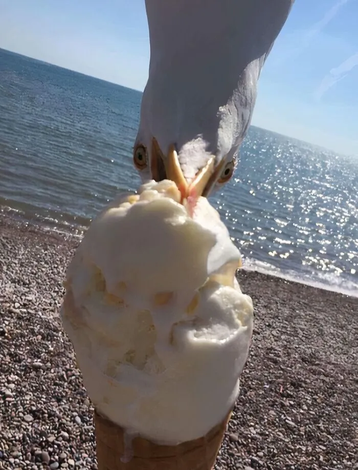 Seagull stealing ice cream from cone at the beach, one of the sneaky pets caught trying to steal food.