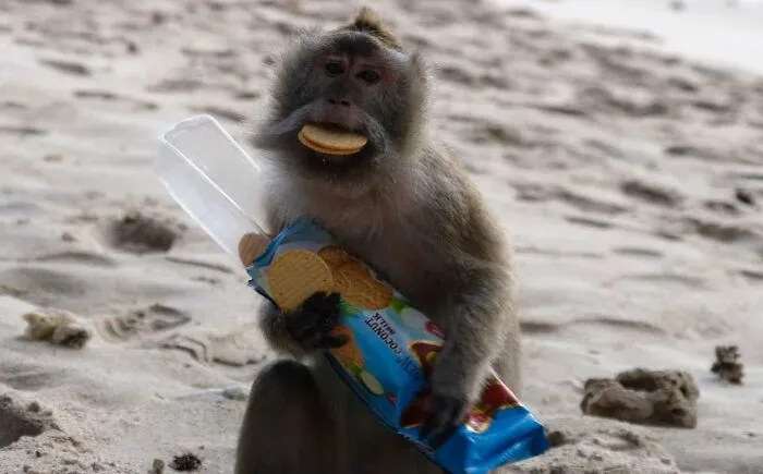 Monkey caught trying to steal food, holding cookie pack and with a cookie in its mouth on sandy ground.
