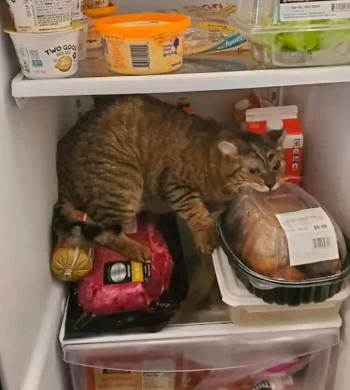 Tabby cat caught sneaking food inside the refrigerator, biting into packaged meat among groceries.