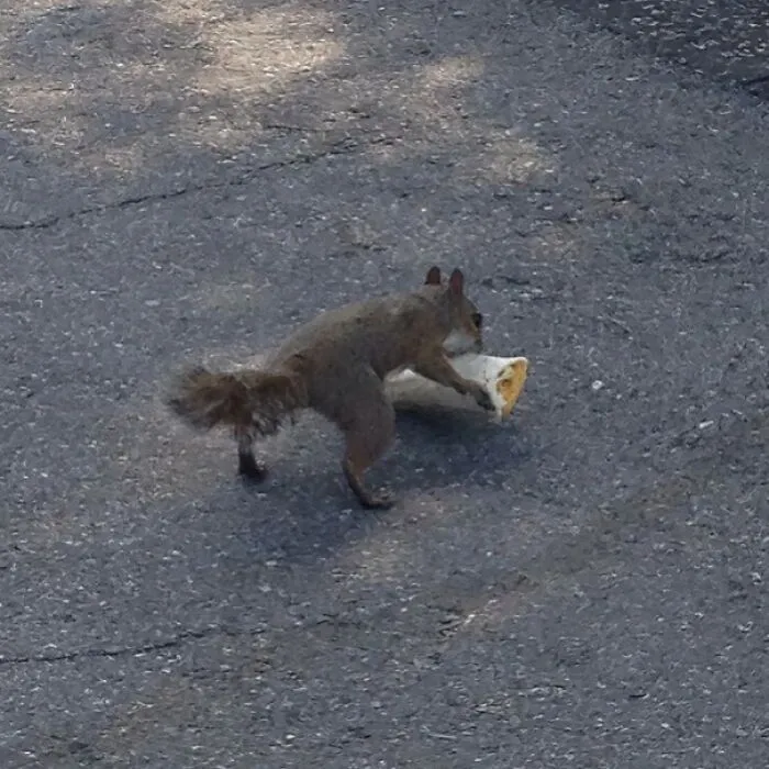 A Squirrel Stole My Burrito And I Aint Even Mad