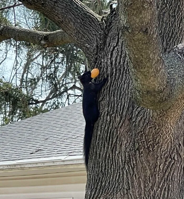 Thieving Squirrels Stole The Candy Filled Easter Eggs