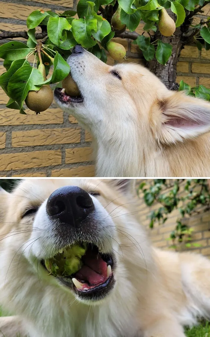 Pear Thief