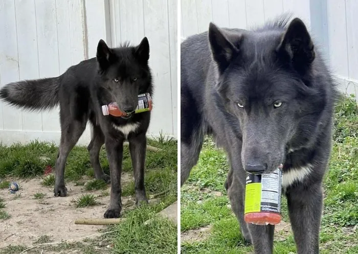 Black dog caught holding a drink bottle in its mouth outdoors, one of the sneaky pets who tried to steal food but got busted.