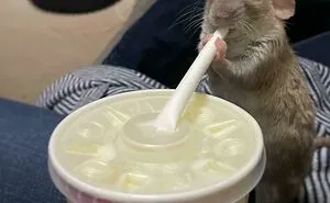 People Are Sharing The Hilarious Moments In Which They Caught Their Pets Stealing Food (New Pics)