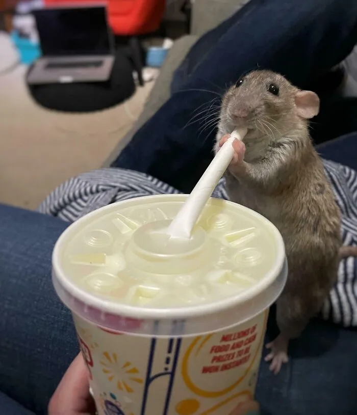Lil Milkshake Thief
