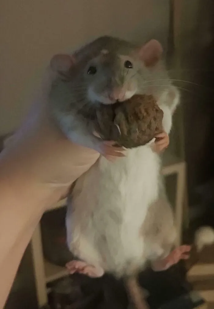 Shame Her! Meatball Thief