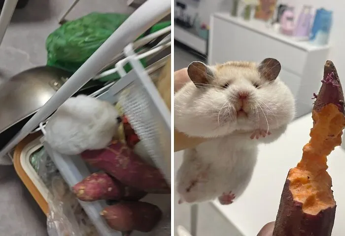 Looking At The Face Of The Culprit Who Was Sneaking And Eating Potatoes Every Night