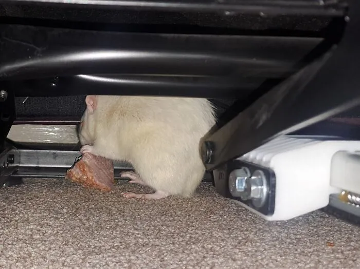 White rat sneaking under furniture holding a piece of food, one of the sneaky pets who tried to steal food but got busted.