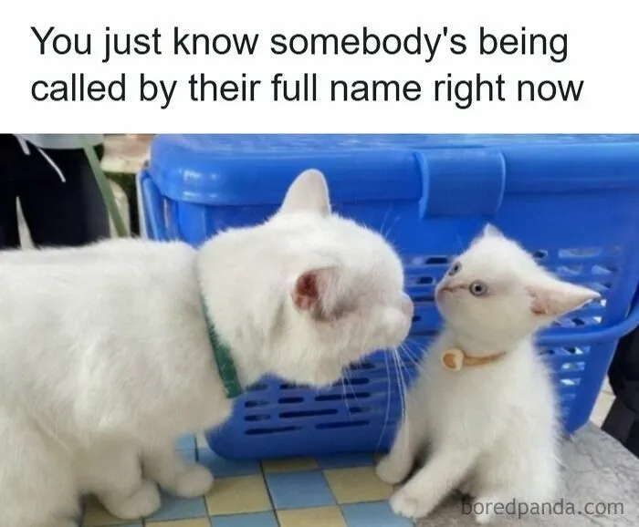 Funniest-Pets-Memes-Jokes