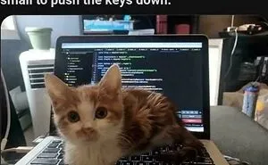 “Cat Distribution System In Effect”: 80 Funny Feline Memes To Make Your Day Way Better