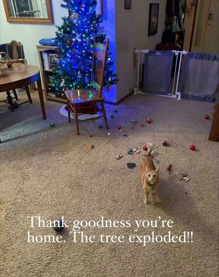 Sure, Sure . . . 🎄🎄🎄😹😹😹