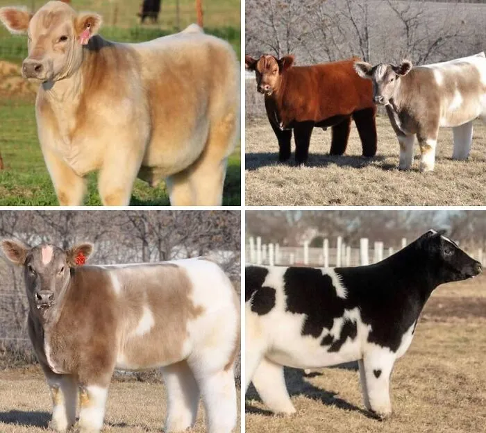 Vacas que fueron bañadas y secadas con secador