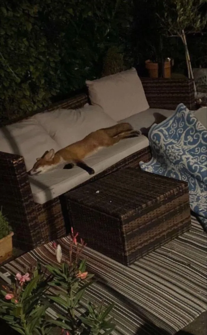 Un zorro dormido en un sillón de patio