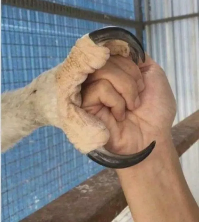 La garra de un águila comparada con una mano humana
