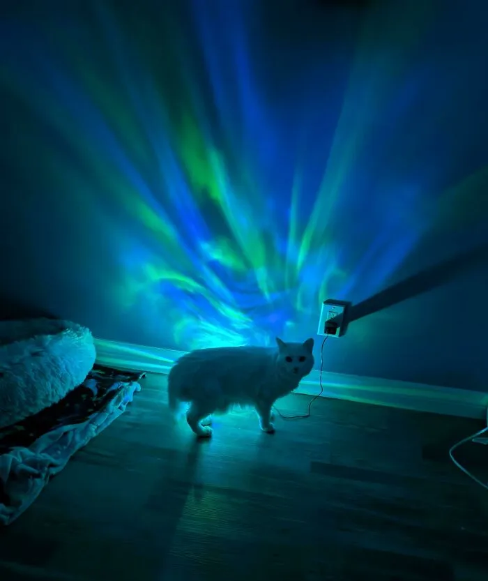 My Cat Is Haunted??
