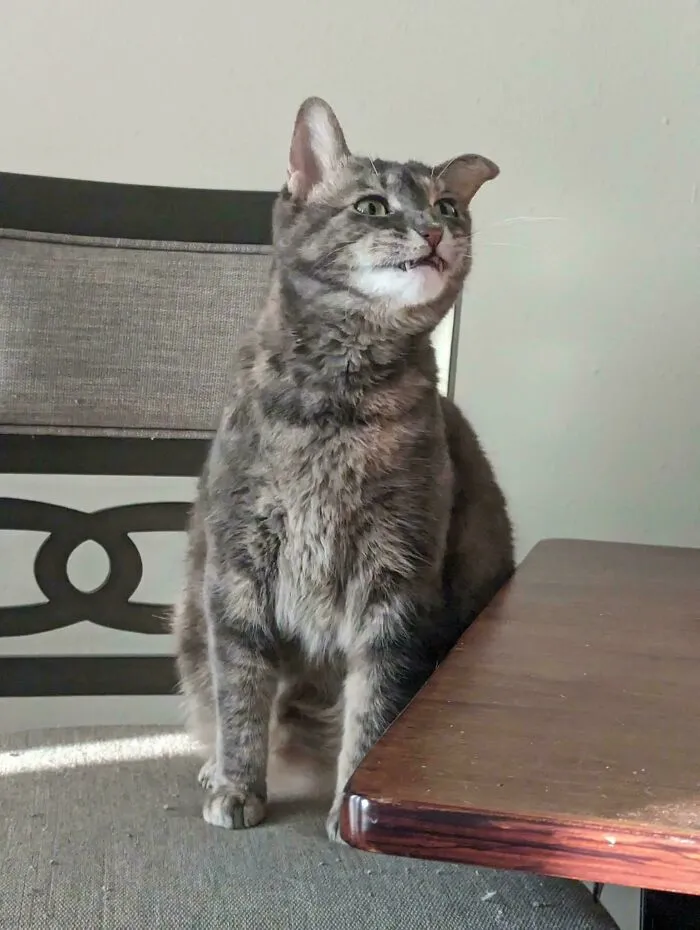 I Think My Cat Is Actually A Muppet