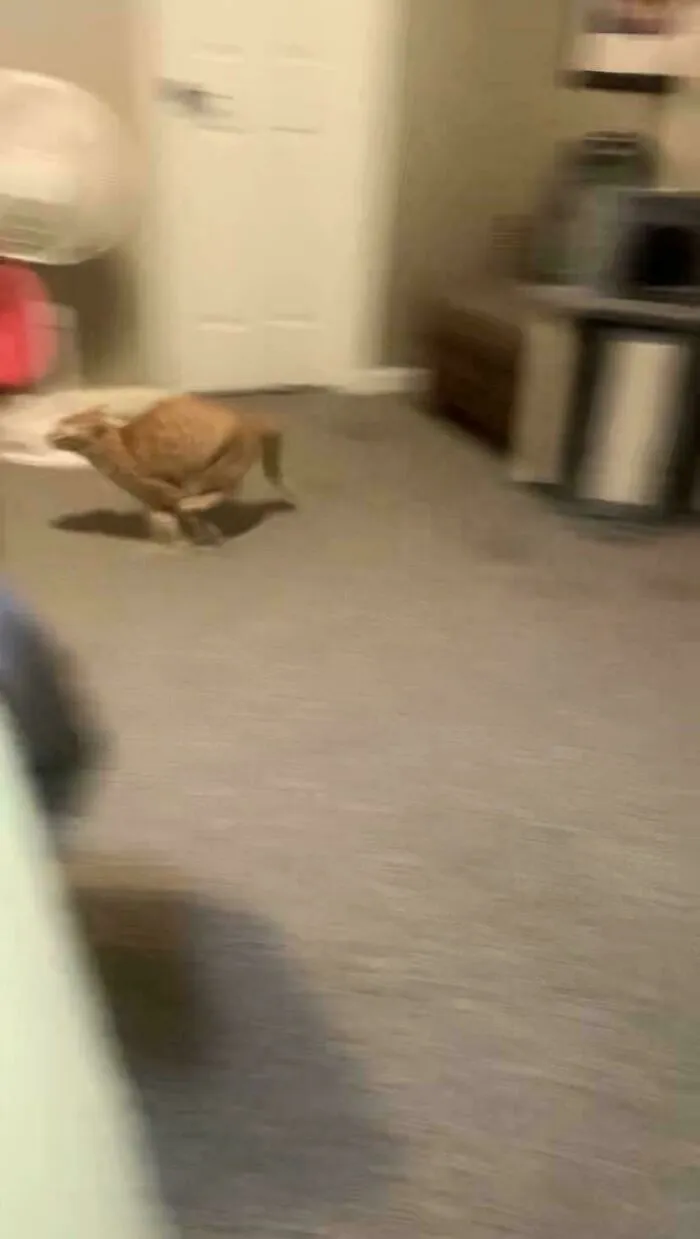 Too Fast To Photograph. Strange Cryptid That Has Haunted Me For 4+ Years