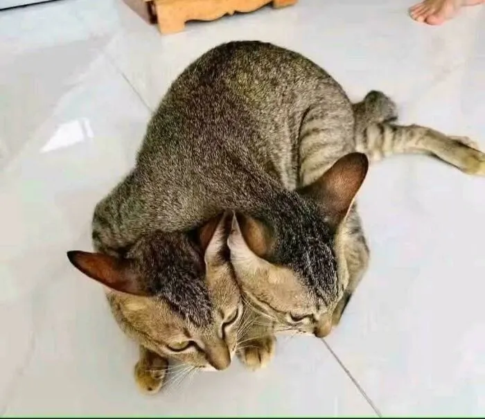 Two Headed Monster(?)