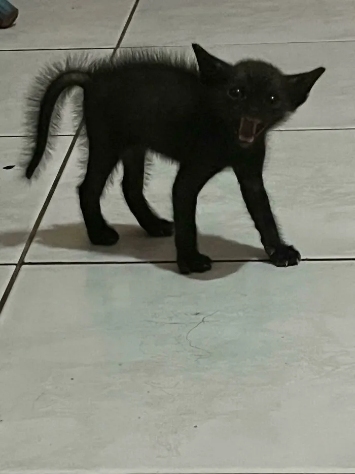 Certainly Some Kinda Cryptid