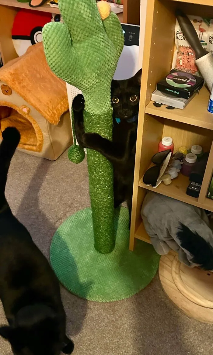 Long Gremlin