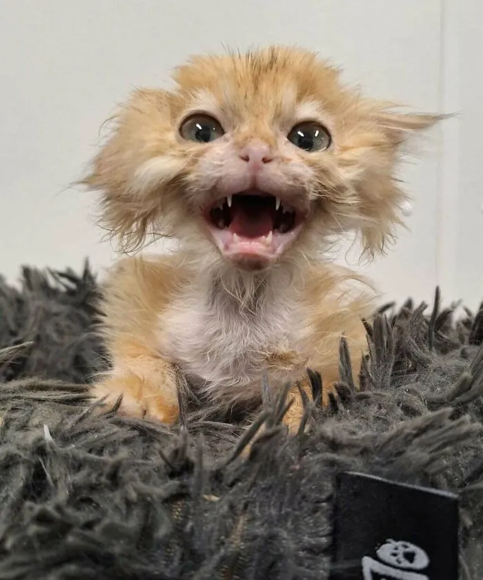 Truffle, A Special Kitten, Update